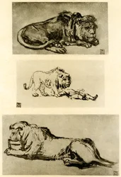 Drie leeuwenstudies