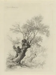 Wilgenboom