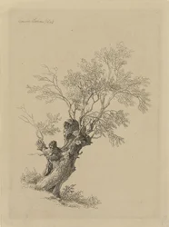 Wilgenboom