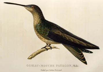 Reuzenkolibrie (Patagona gigas), gravure uit Les trochilidees ou les colibris et les oiseaux-mouches