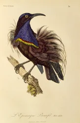 Volwassen mannelijke Paradijsgeweervogel (Ptiloris paradiseus), gravure uit Histoire naturelle des oiseaux de paradis et des epimagues