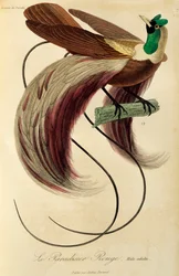 Volwassen mannelijke Rode Paradijsvogel (Paradisaea rubra), gravure uit Histoire naturelle des oiseaux de paradis et des epimagues
