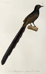 Vrouwelijke Gorget Paradijsvogel, gravure uit Histoire naturelle des oiseaux de paradis et des epimagues
