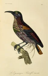 Jonge mannelijke Paradijsgeweervogel (Ptiloris paradiseus), gravure uit Histoire naturelle des oiseaux de paradis et des epimagues