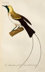 Jong mannetje van Kleine Paradijsvogel (Paradisaea minor), gravure uit Histoire naturelle des oiseaux de paradis et des epimagues