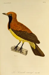 Jong mannetje van Gemaskerde Prieelvogel (Sericulus aureus), gravure uit Histoire naturelle des oiseaux de paradis et des epimagues