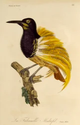 Jonge mannelijke Twaalfdradige Paradijsvogel (Seleucidis melanoleuca), gravure uit Histoire naturelle des oiseaux de paradis et des epimagues