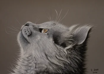 Kattenblik