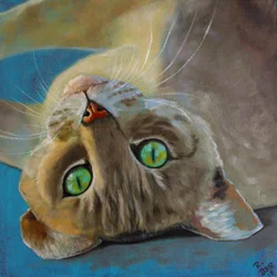 Katten geluk