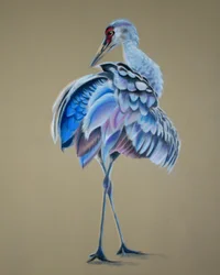 Kraanvogel