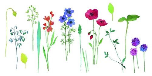 Kleurrijke bloemen in aquarel