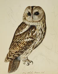 Bruine Uil (Strix Ulula)