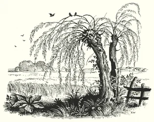 Hans Christian Andersen: De Boekweit