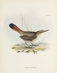Bandstaart-aardkruiper, Zuid-Amerika, ca. 1832-1836