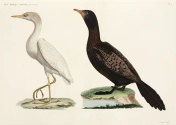 Koereiger en langstaart aalscholver, Egypte