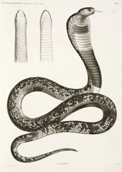 Egyptische cobra