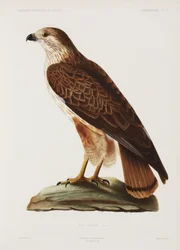 Valk, Algerije