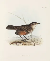 Vliegenvanger, ca. 1832-1836