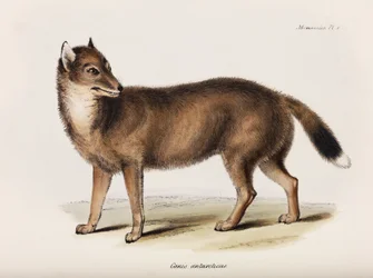 Vos, Falklandeilanden, ca. 1832-1836