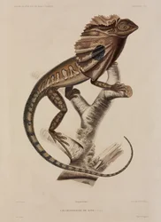 Kraaghagedis