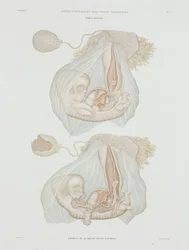 Gynaecologie Menselijke foetus op 40 dagen, ca. 1847-1859