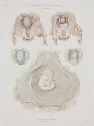 Gynaecologie Menselijke baarmoeder met embryo, ca. 1847-1859