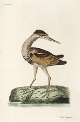 Reiger