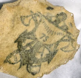 Menselijke huid, getatoeëerd met marine-insigne, Frans