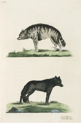 Hyena en wolf
