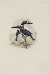 IJsvogels, Samoa