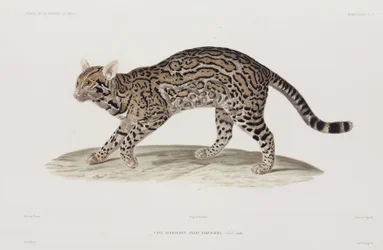 Ocelot, VS