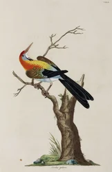 Wielewaal