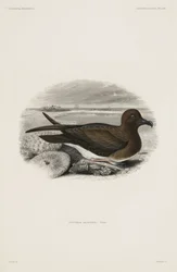 Stormvogel