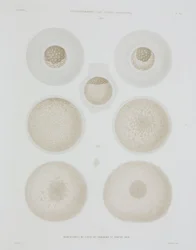 Konijnenei, ca. 1847-1859