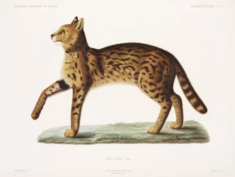 Serval, Algerije