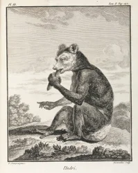 De Indri - een soort lemur, Madagaskar