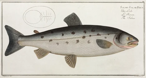 De Zalm