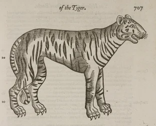 De Tijger
