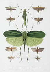 Soorten insecten, Tenerife en Indonesië