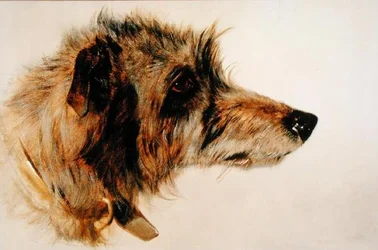 Hoofd van een hond