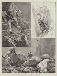 Jagen op wilde geiten in de Rocky Mountains, Noord-Amerika