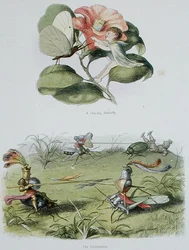 Een dansende vlinder, en het toernooi, illustraties uit 
