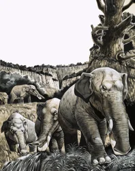 De vreemde Amebelodon