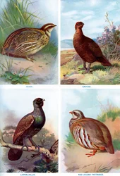 Wildvogels uit Harmsworth Natural History, 1910-1912