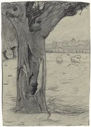 Knotwilg in een weidelandschap
