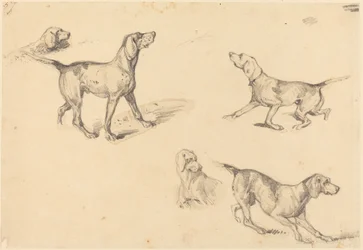 Vijf studies van een Franse pointer