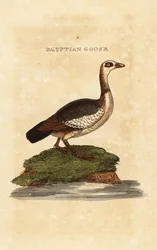 Egyptische gans, Alopochen aegyptiaca