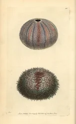 Eetbare zee-egel, Echinus esculentus, uit George Shaw en Frederick Nodder