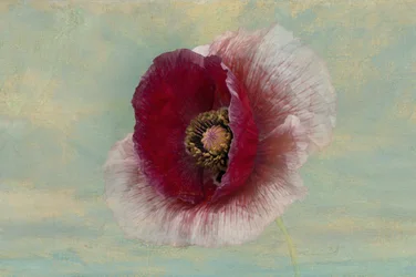 Bloei van de karmozijnrode papaver