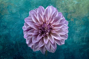 Dahlia op blauwgroen